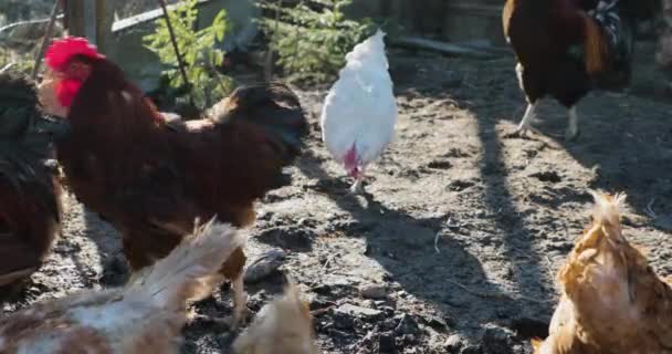 Galinha e galo no galinheiro — Vídeo de Stock