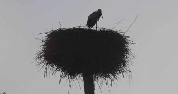 Cigüeña en un alto nido video 4k — Vídeos de Stock