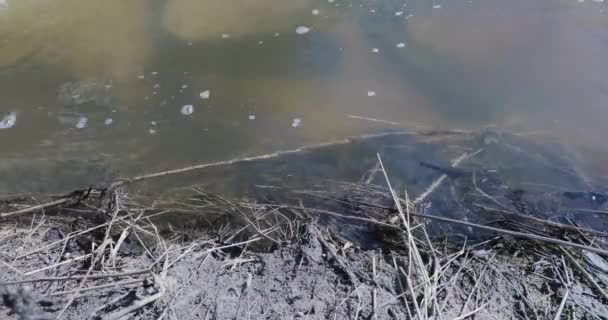 河附近肮脏的海岸视频4k — 图库视频影像