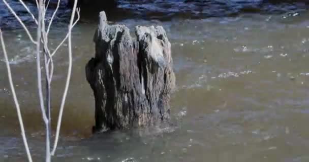 Rzeka jest myte przez stare zgniłe kikut — Wideo stockowe