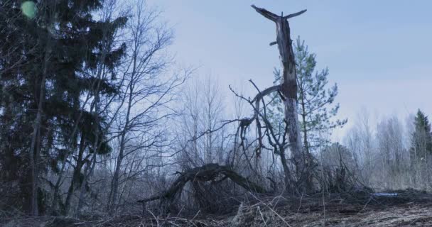 Старе і жахливе дерево в лісі — стокове відео