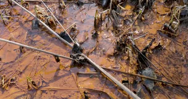 Thaw and movement of water under a dirty brown background — Stock Video