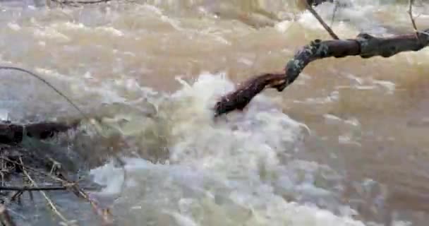 Deshielo y movimiento del río a través de ramas caídas de árboles — Vídeos de Stock