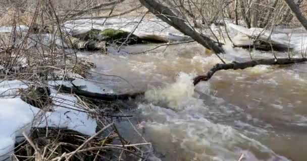 Blidväder och floden rörelse genom nedfallna grenar av träd — Stockvideo