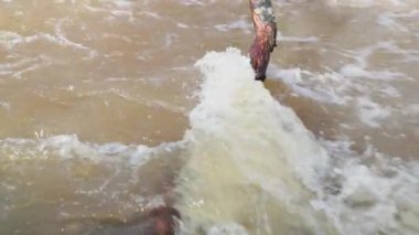 Düşmüş ağaçların dallarında tezcan ve nehir hareketi. Slow motion video