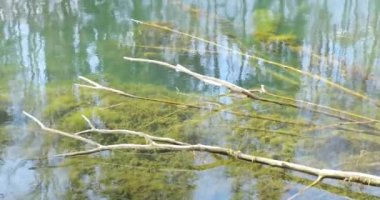 gölet silt ve dalları gibi ağaçlar su yansıması ile