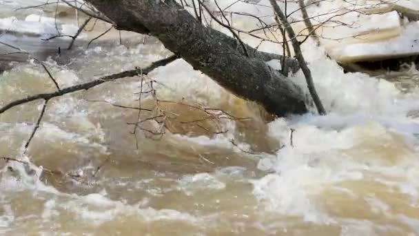 Dégel et le mouvement de la rivière à travers les branches tombées des arbres. Vidéo au ralenti — Video