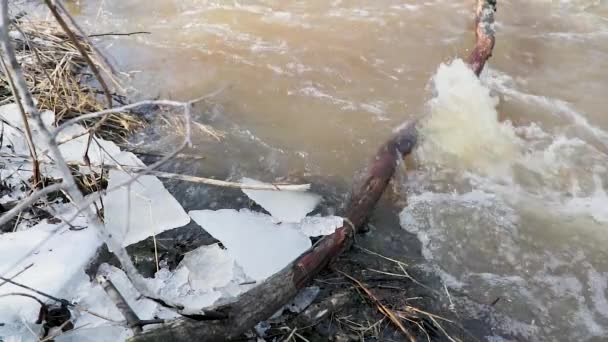 Deshielo y movimiento del río a través de ramas caídas de árboles. Vídeo en cámara lenta — Vídeos de Stock