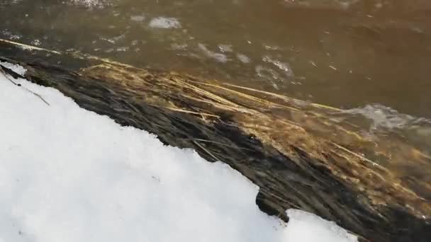 Primavera e o fluxo do rio ao longo dos bancos de neve vídeo em câmera lenta — Vídeo de Stock