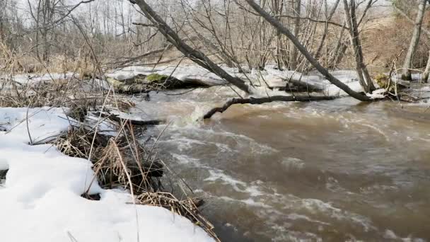 printemps et la rivière coulent le long des rives enneigées ralenti vidéo 