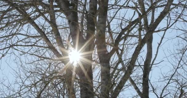 Sol e raios de luz através de ramos secos de árvores — Vídeo de Stock