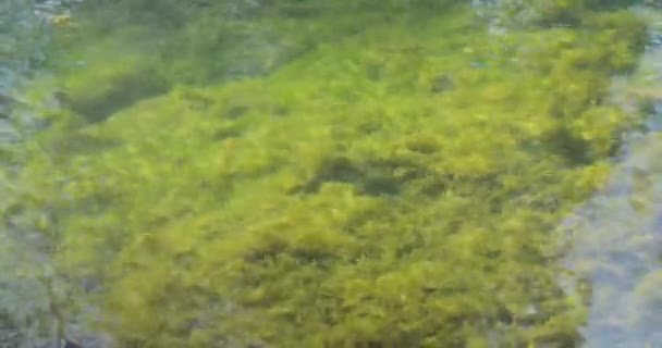 Chorro verde en un río transparente — Vídeo de stock