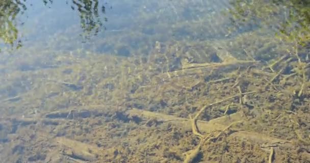 Barro verde y otros desechos en un río transparente — Vídeos de Stock