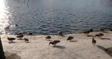 İskele deniz kenarında üzerinde ördek sürüsü