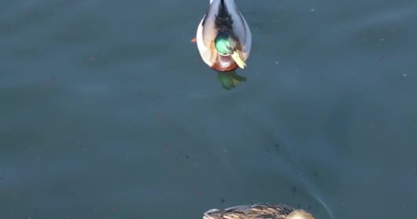 Bandada de patos nadan en el agua por la tarde — Vídeos de Stock