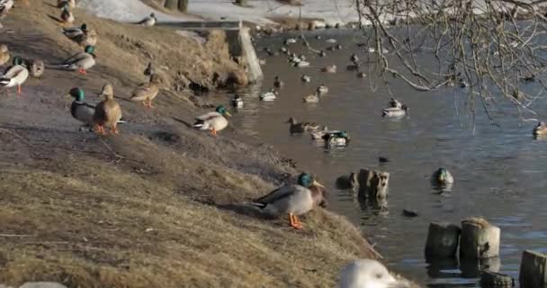 Flock of ducks on the beach in the daytime in sunlight — Stock Video