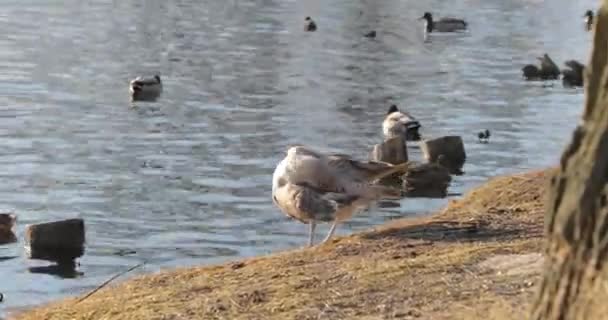 Gün boyu güneş ışığı altında sahilde ördek sürüsü — Stok video