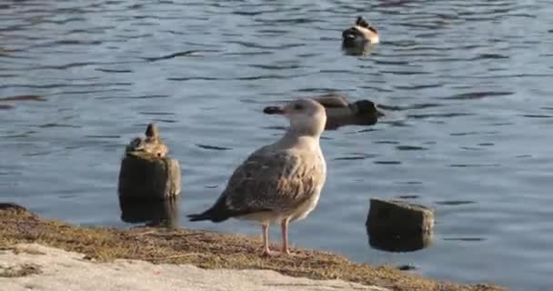 Bandada de patos en la playa durante el día a la luz del sol — Vídeo de stock