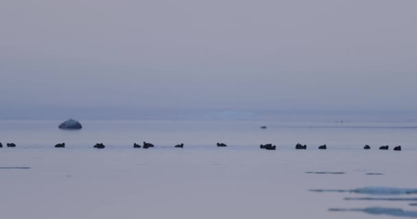 Vogelschar auf dem Wasser im zeitigen Frühling — Stockvideo