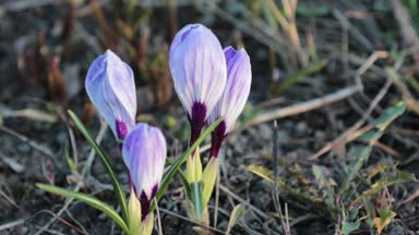 rüzgarda sallanan çiçek küçük bahar Filiz