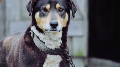 Bahçedeki zinciri üzerinde siyah köpek