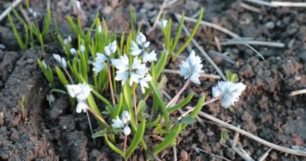 Kis tavaszi virágok a szélben hajladozó csíráztatott — Stock videók