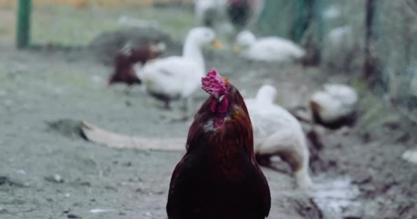 公鸡在母鸡房子与鸡一起 — 图库视频影像