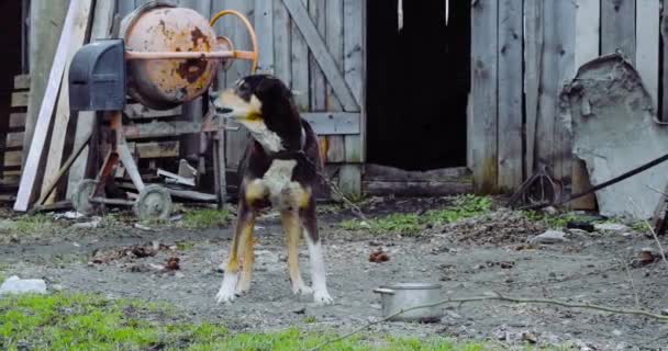 Cão preto na cadeia no quintal — Vídeo de Stock