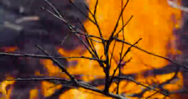 Feuer aus trockenem Brennholz auf der Straße im zeitigen Frühjahr — Stockvideo