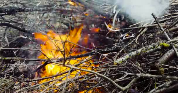 Πυρκαγιά από το ξηρό καυσόξυλο στο δρόμο στις αρχές της άνοιξης — Αρχείο Βίντεο