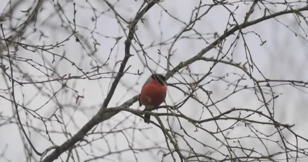 Pájaro de pinzón en las ramas de ceniza de montaña en invierno. Video 4k — Vídeo de stock