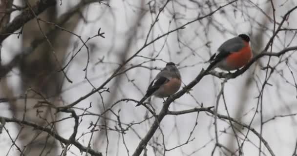 Aves de bullfinches nos ramos vídeo 4k — Vídeo de Stock