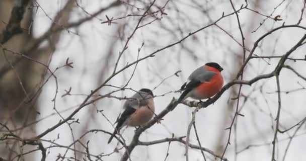 Birds of bullfinches on the branches video 4k — Stock Video