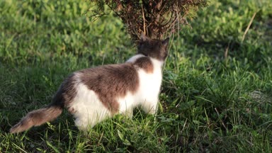 kedi çim çimen için burnunu çekmek