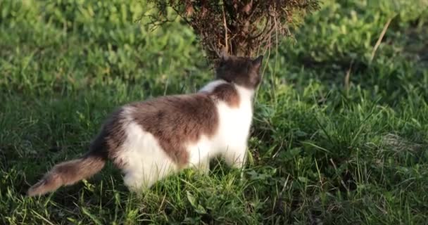 chat sur la pelouse renifle à l'herbe 