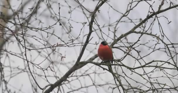 Ptak Gil na gałęziach Jarzębina w zimie. Wideo 4k — Wideo stockowe