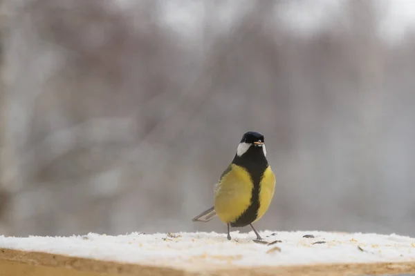 Tit pasăre pe alimentator de păsări în timpul iernii — Fotografie, imagine de stoc