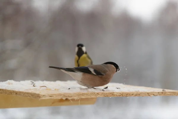 冬につつきヒマワリの種、鳥のウソ — ストック写真