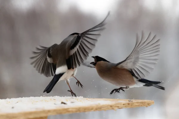 Fight between two gray bullfinches in winter — Stock Photo, Image