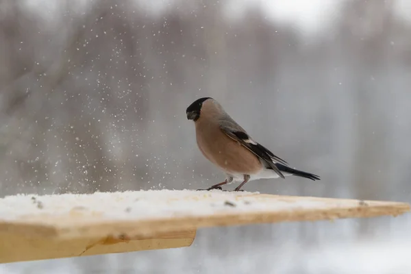 冬につつきヒマワリの種、鳥のウソ — ストック写真
