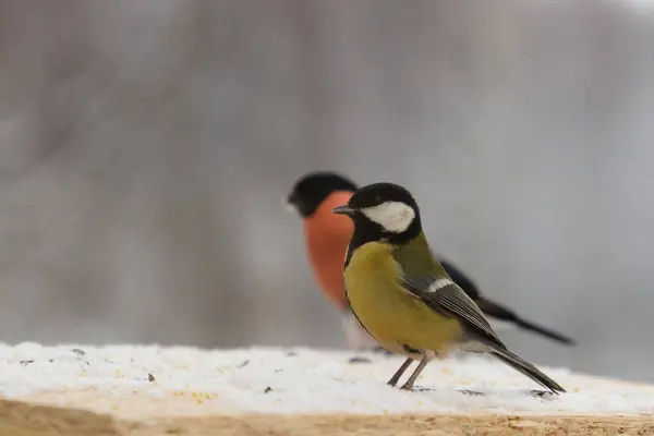 Uccello di bullfinch e talpa in inverno su un alimentatore di uccelli — Foto Stock