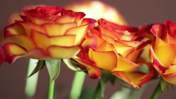 Close-up van de oranje-rode rozen — Stockvideo