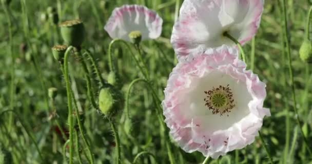 White poppy in a flower bed closeup — Stock Video