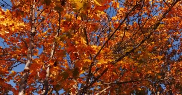 Feuilles jaunes tombent des arbres d'automne lumineux — Video