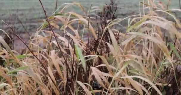 automne herbe sauvage par une journée nuageuse 
