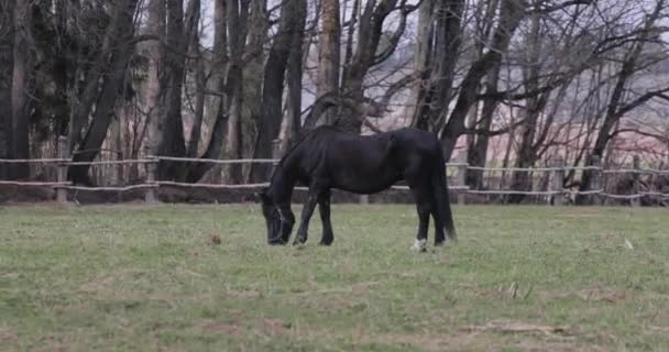 En häst på gräsmattan på våren — Stockvideo