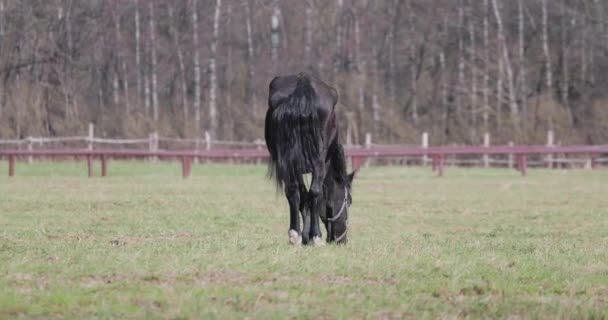 Een paard op het gazon in het voorjaar — Stockvideo