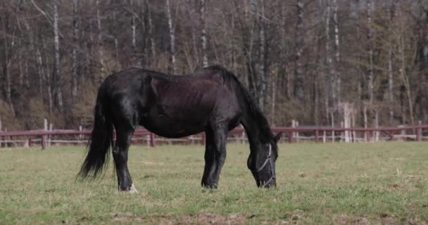 Un caballo en el césped en primavera — Vídeos de Stock