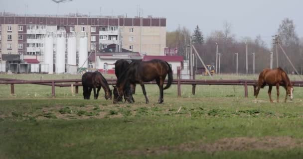Several horses on the lawn in spring — Stock Video
