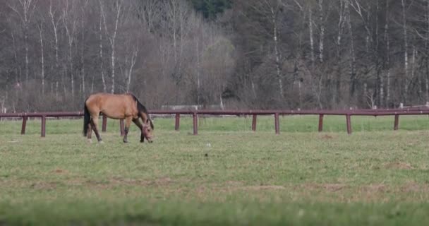 春に芝生の上の 1 つの馬 — ストック動画